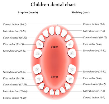 Tooth Eruption Chart - Pediatric Dentist in Gulfport, MS